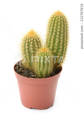 Beautiful cactus in pot isolated on white Beautiful cactus in pot isolated on white 122767819