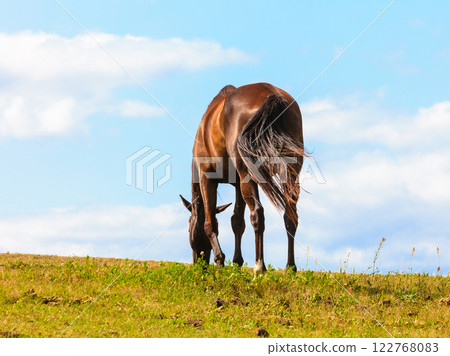 Majestic graceful brown horse in meadow. 122768083