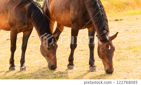 Majestic graceful brown horses in meadow. 122768085