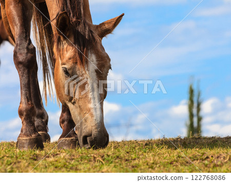 Majestic graceful brown horse in meadow. Majestic graceful brown horse in meadow. 122768086