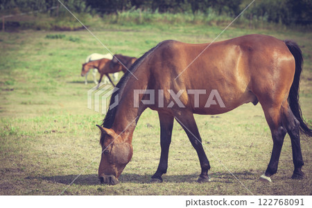 Majestic graceful brown horse in meadow. Majestic graceful brown horse in meadow. 122768091