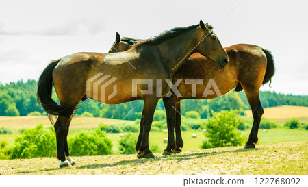 Two brown wild horses on meadow field 122768092