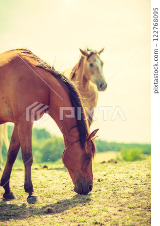 White wild horse on meadow idyllic field 122768095