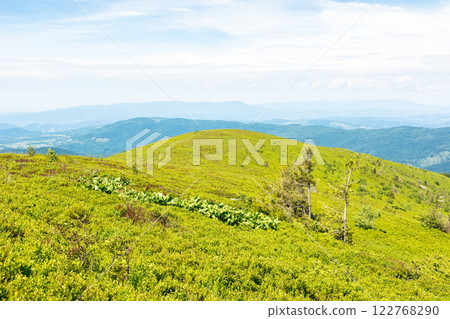 green meadow in carpathian mountain landscape. outdoor adventure. alpine scenery with tree among lush grass beneath a blue sky with clouds. summer vacations in ukraine. travel europe 122768290