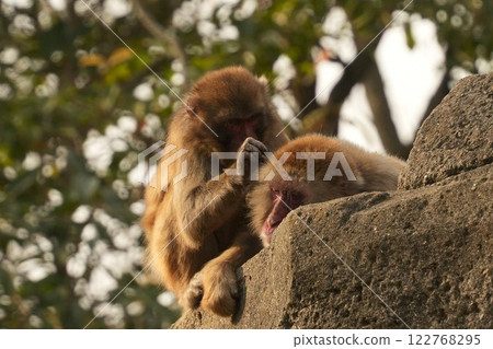 Japanese macaques grooming 122768295