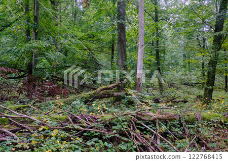 Summertime deciduous forest with broken old tree 122768415