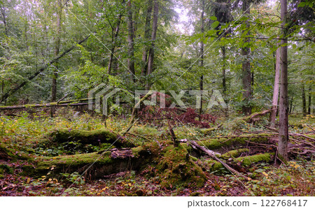 Summertime deciduous forest with broken old tree Summertime deciduous forest with broken old tree 122768417