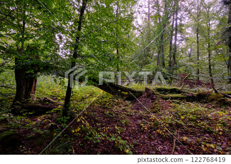 Summertime deciduous forest with broken old tree Summertime deciduous forest with broken old tree 122768419