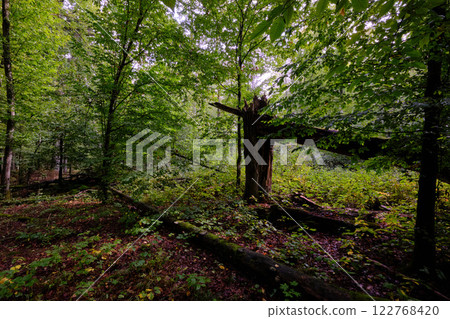Summertime deciduous forest with broken old tree 122768420