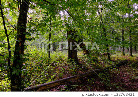 Summertime deciduous forest with broken old tree 122768421