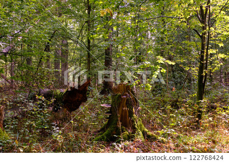 Summertime deciduous forest with broken old tree Summertime deciduous forest with broken old tree 122768424