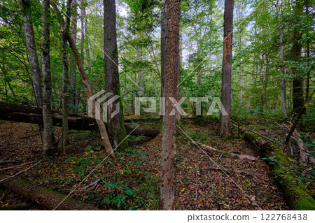 Old alder trees in background in autumnal deciduous tree stand 122768438