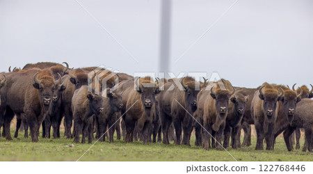 European Bison herd in snowless winter 122768446