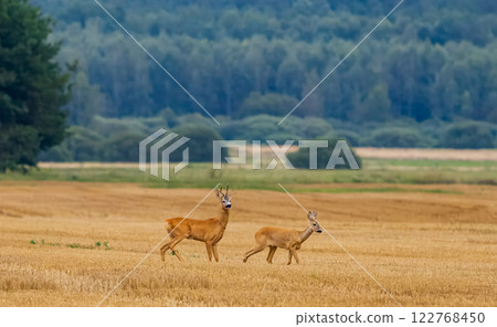 Summer landscape of roe deer couple 122768450