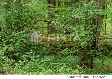 Autumnal natural deciduous forest Autumnal natural deciduous forest 122768452