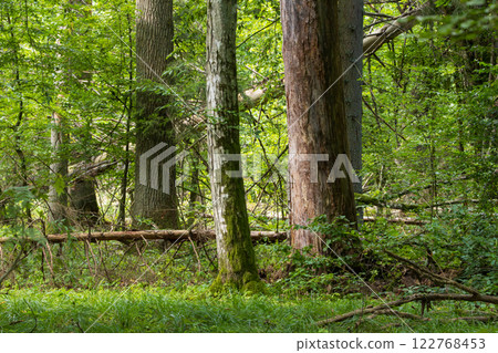 Autumnal natural deciduous forest 122768453