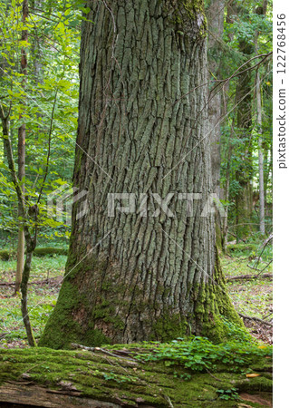 Moss wraped broken english oak tree 122768456