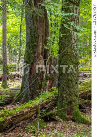 Autumnal natural deciduous forest Autumnal natural deciduous forest 122768457