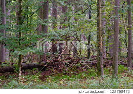 Summertime deciduous forest with broken old trees Summertime deciduous forest with broken old trees 122768473