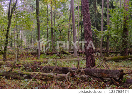 Deciduous stand with hornbeams and old pine trees 122768474