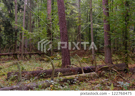 Deciduous stand with hornbeams and old pine trees 122768475