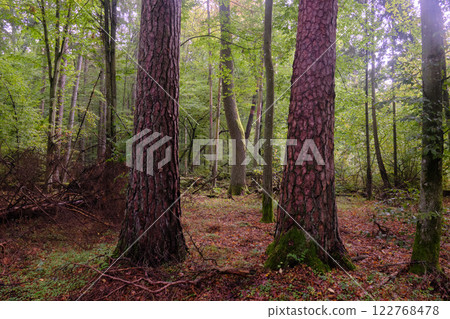 Summertime deciduous forest with broken old trees 122768478