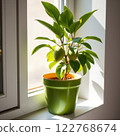 Lush green potted mango basking in sunlight near a window. Generated AI. 122768674