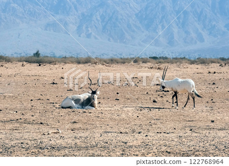 Addax (Addax nasomaculatus) and scimitar oryx (Oryx dammah) in the Yotvata Hai-Bar Nature Reserve 122768964