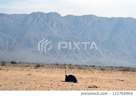 African ostrich (lat. - Struthio camelus) in the Yotvata Hai-Bar Nature Reserve 122768968