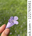 Zimbabwe Jacaranda Flowers 122769081