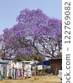 Zimbabwe Jacaranda Flowers 122769082