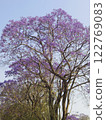 Zimbabwe Jacaranda Flowers 122769083