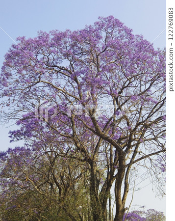 Zimbabwe Jacaranda Flowers 122769083