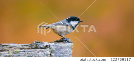 Coal tit. Bird on a branch. Blurred background. Animals in wild nature. Coal tit. Bird on a branch. Blurred background. Animals in wild nature. 122769117