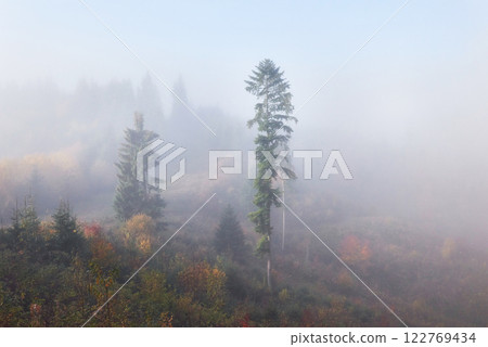 Morning fog creeps with scraps over autumn mountain forest covered in gold leaves Morning fog creeps with scraps over autumn mountain forest covered in gold leaves 122769434