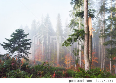Beautiful morning in the misty autumn forest with majestic colored trees 122769435