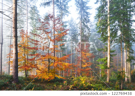 Beautiful morning in the misty autumn forest with majestic colored trees 122769438