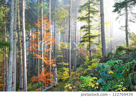 Beautiful morning in the misty autumn forest with majestic colored trees 122769439