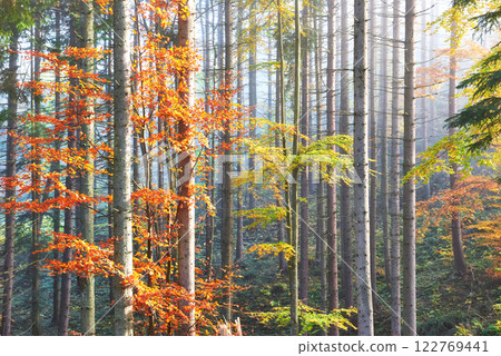 Beautiful morning fog and sunbeams in the autumn pine forest 122769441