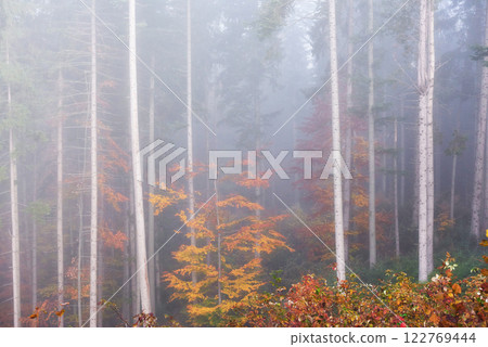Beautiful morning in the misty autumn forest with majestic colored trees 122769444