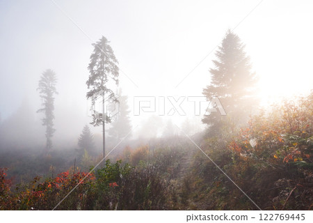 Morning fog creeps with scraps over autumn mountain forest covered in gold leaves Morning fog creeps with scraps over autumn mountain forest covered in gold leaves 122769445