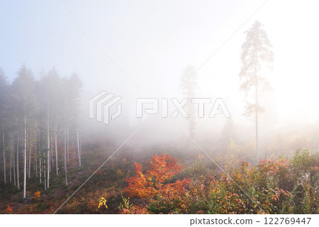 Morning fog creeps with scraps over autumn mountain forest covered in gold leaves 122769447