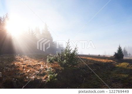 Beautiful morning fog and sunbeams in the autumn pine forest 122769449