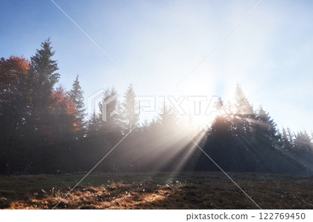 Beautiful morning fog and sunbeams in the autumn pine forest Beautiful morning fog and sunbeams in the autumn pine forest 122769450
