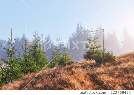 Morning fog creeps with scraps over autumn mountain forest covered in gold leaves Morning fog creeps with scraps over autumn mountain forest covered in gold leaves 122769453
