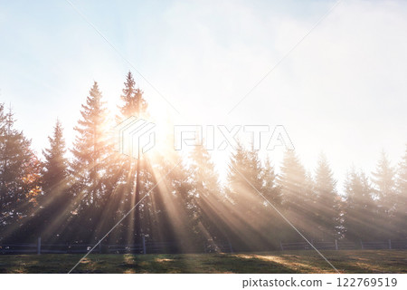 Beautiful morning fog and sunbeams in the autumn pine forest 122769519