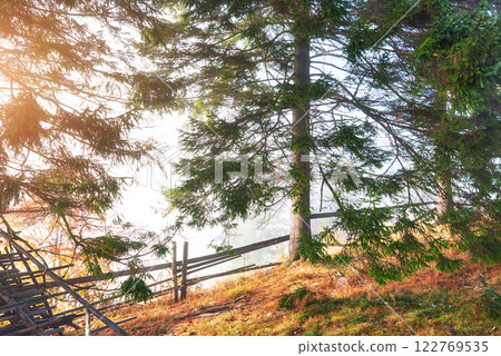 Beautiful morning fog and sunbeams in the autumn pine forest 122769535