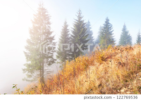 birch forest in sunny afternoon while autumn season. Autumn Landscape. Ukraine. 122769536