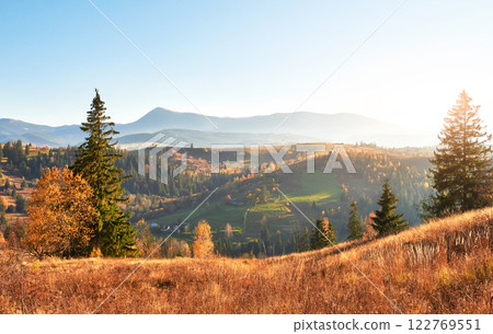 birch forest in sunny afternoon while autumn season. Autumn Landscape. Ukraine. birch forest in sunny afternoon while autumn season. Autumn Landscape. Ukraine. 122769551