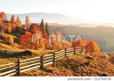 birch forest in sunny afternoon while autumn season. Autumn Landscape. Ukraine. birch forest in sunny afternoon while autumn season. Autumn Landscape. Ukraine. 122769556